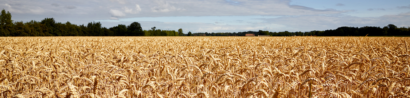 Header-Bild